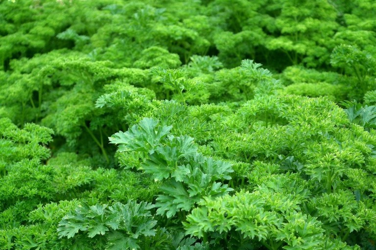 Petersilien Il Miglior Prezzo Di Amazon In Savemoney Es