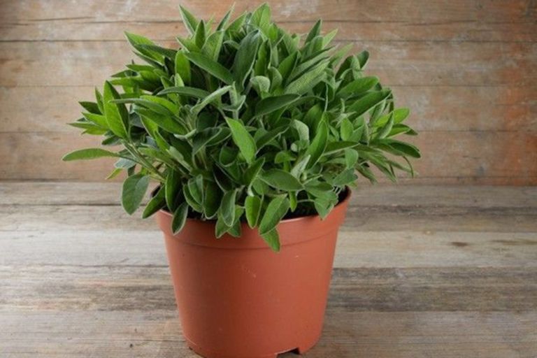 Salbei online bestellen bei Farmy.ch